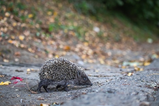 部在巴西当 部在巴西当